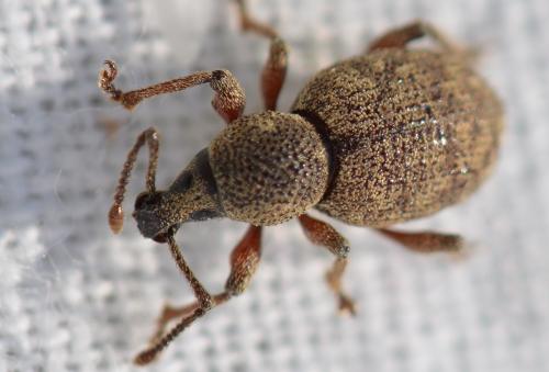 Réf. 325 412 : Otiorhynchus singularis